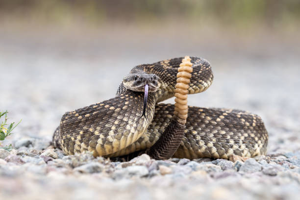 Classification of Crotalus (Rattle Snake)