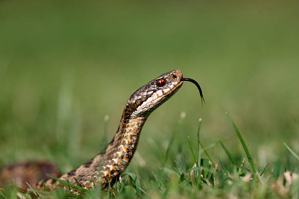 Classification of Vipera (Pitless Viper)