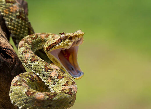 AGKISTRODON (PIT VIPERS)