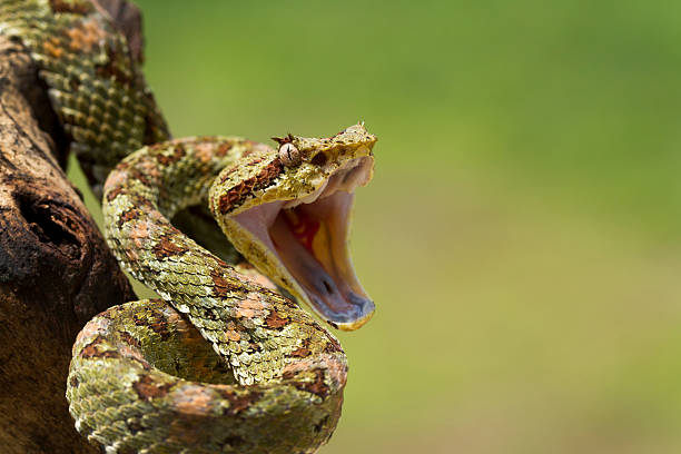 Classification of Ancistrodon (Pit Viper)