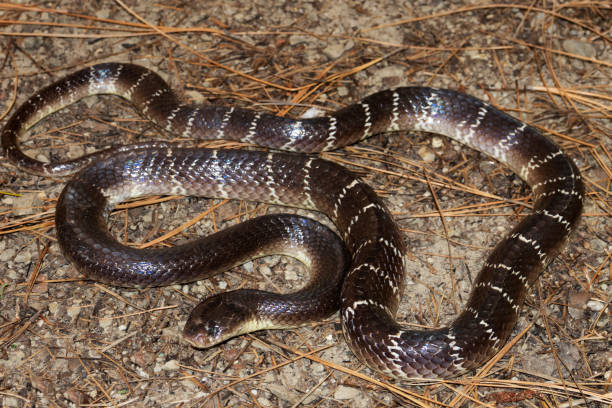 Classification of Bungarus (Krait)