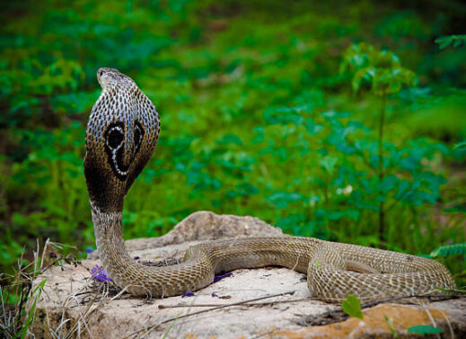 NAJA (COBRA)