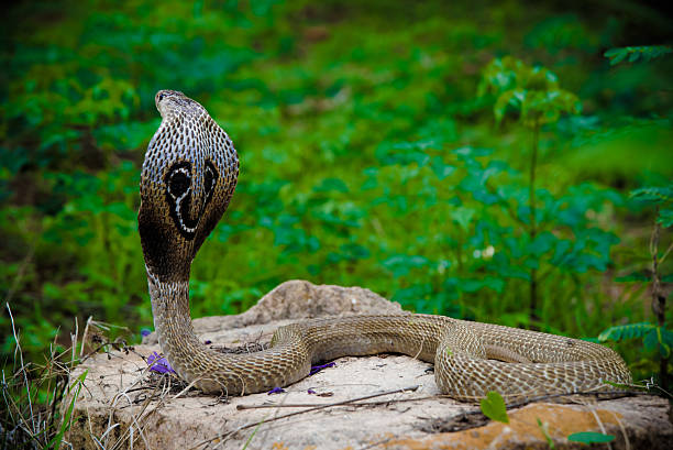 Classification of Naja (cobra)