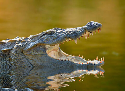 CROCODYLUS (CROCODILE)