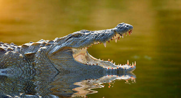 Classification of Crocodylus (Crocodile)