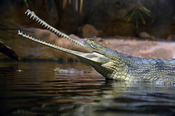 Classification of Gavialis (Gharial)