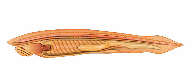 Classification of Branchiostoma lanceolatum (Amphioxus lanceolatus)