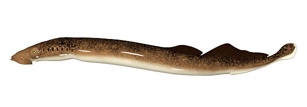 Classification of Petromyzon (Sea Lamprey)