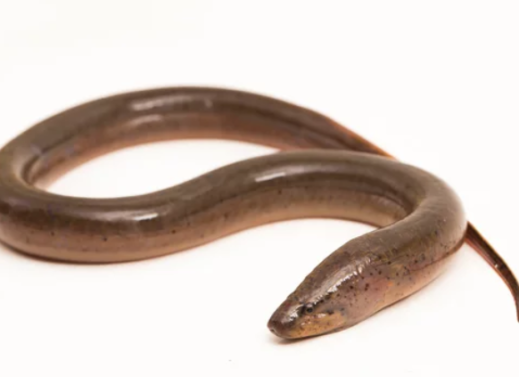 AMPHIPNOUS CUCHIA (SWAMP EEL)