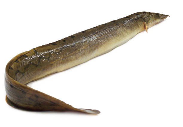 Classification of Anguilla Vulgaris (European Eel)