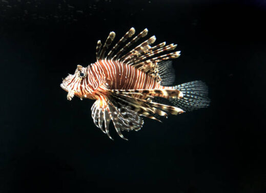 PTEROIS (LION FISH)