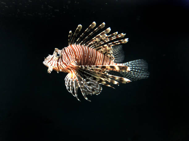 Classification of Pterois (Lion Fish)