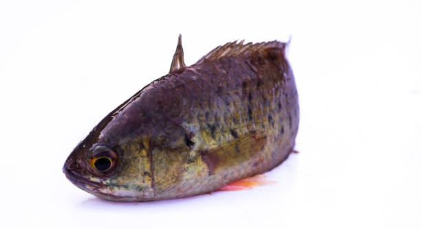 Classification of Anabas (Climbing Perch)