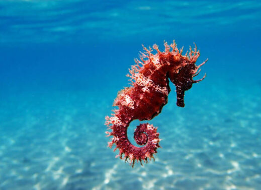 HIPPOCAMPUS (SEA HORSE)