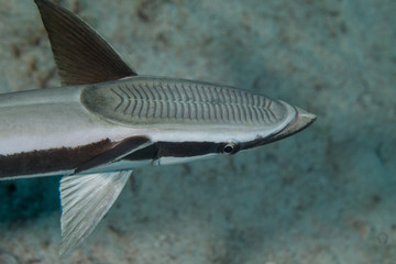 Classification of Echeneis (Sucker Fish)