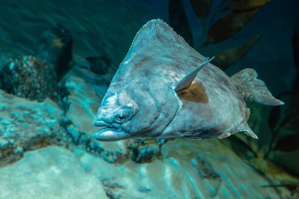 Classification of Pleuronectes (Flat Fish)