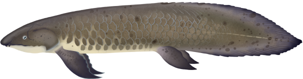 Classification of Neoceratodus Forsteri (Australian Lung Fish)