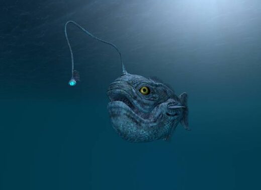 LOPHIUS (ANGLER FISH)