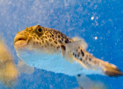 TETRAODON (PUFFERFISH)