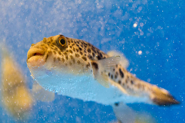 Classification of Tetradon (Pufferfish)