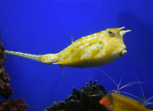 OSTRACION (BOXFISH)