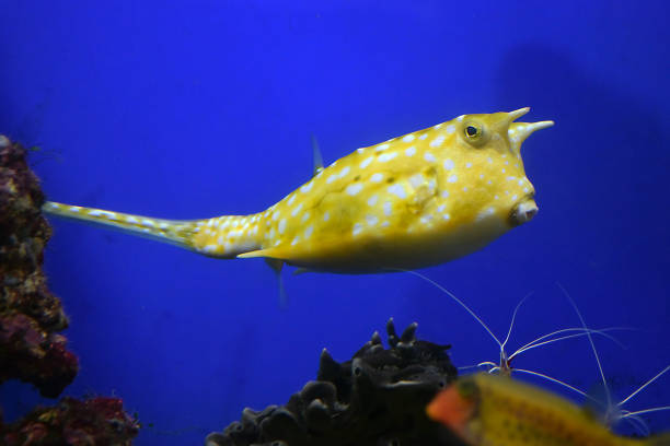 Classification of Ostracion (The Boxfish)