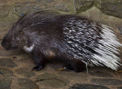 HYSTRIX (PORCUPINE)