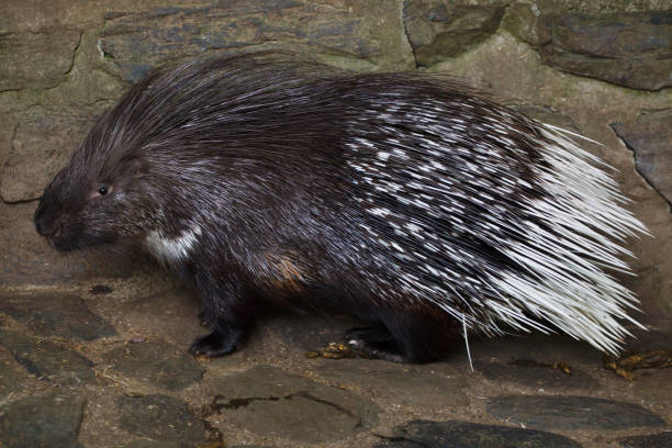 Classification of Hystrix (Porcupine)