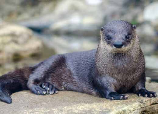 LUTRA (OTTER)