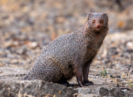 HERPESTES (MONGOOSE)