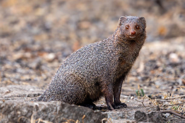 Classification of Herpestes (Mongoose)