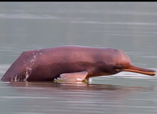 PLATANISTA GANGETICA (GANGES RIVER DOLPHIN)