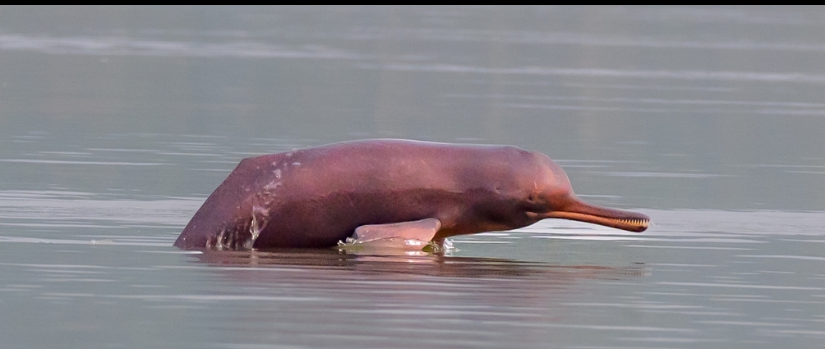 Classification of Platanista Gangetica (Ganges River Dolphin)