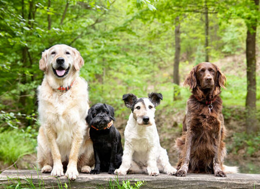 CANIS FAMILIARIS (DOMESTIC DOG)