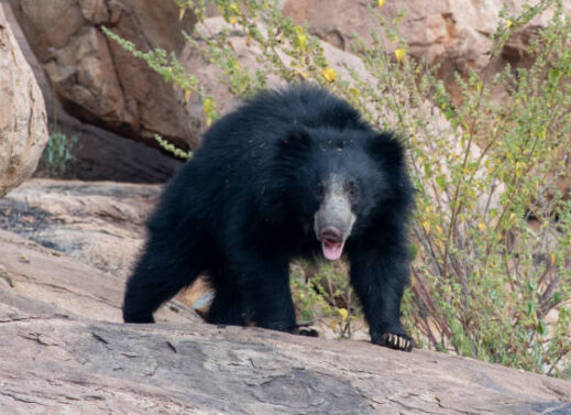 MELURSUS URSINUS (SLOTH BEAR)