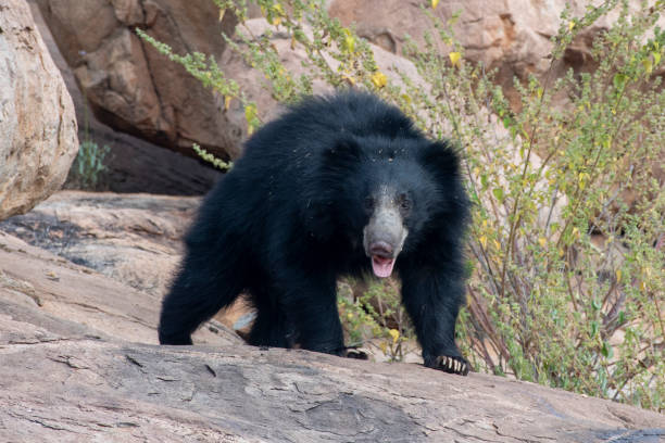 Classification of Melursus Ursinus (Sloth Bear)