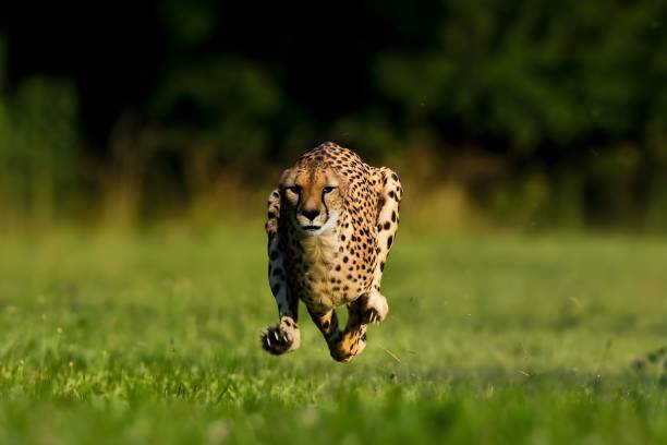 Classification of Acinonyx jubatus (Cheetah)