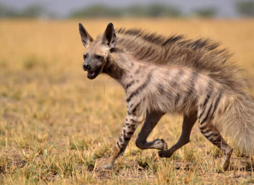 HYENA