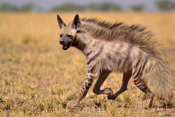 Classification of Hyena