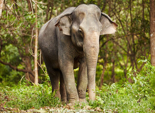 ELEPHAS MAXIMUS (ASIATIC ELEPHANT)