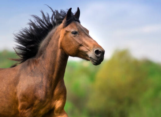 EQUUS CABALLUS (HORSE)