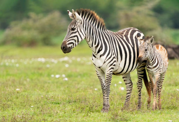 Classification of Zebra