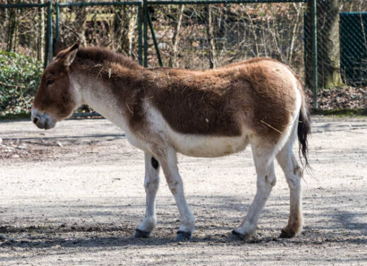 EQUUS HEMIONUS (DONKEY OR ASS)