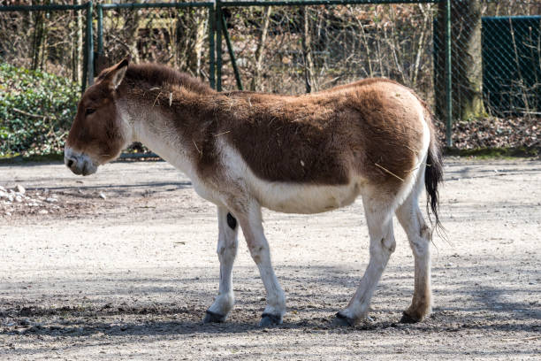 Classification of Equus Hemionus (Donkey Or Ass)