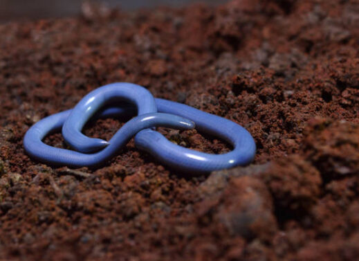 TYPHLOPS (BLIND SNAKE)