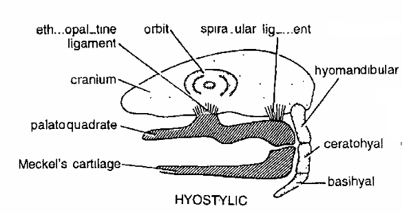 JAW SUSPENSIONS IN VERTEBRATES