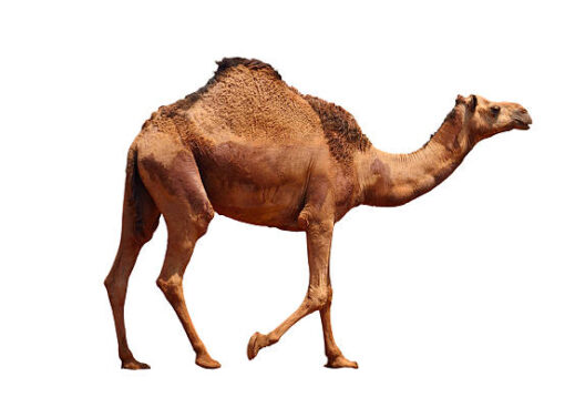 CAMELUS DROMEDARIUS (ARABIAN CAMEL)