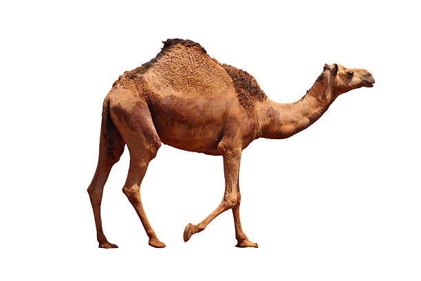 Classification of Camelus Dromedarius (Arabian Camel)