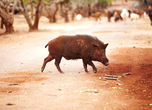 SUS SCROFA (WILD BOAR)