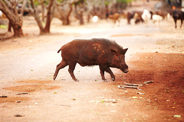 Classification of Sus Scrofa (Wild Boar)